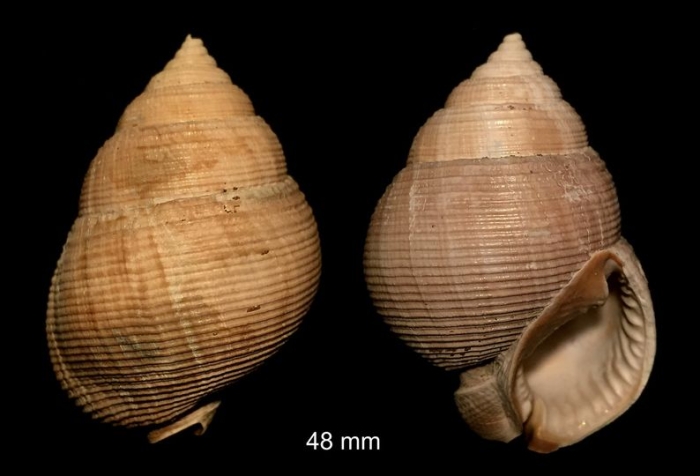 Demoulia conglobata (Brocchi, 1814)