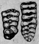 Climacammina moelleri Reitlinger, 1950