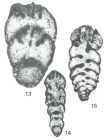 Climacammina cummingsi Pinard & Mamet, 1998