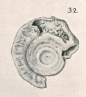 Cornuspira involvens var. corticata Chapman & Parr, 1937