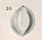 Sigmoilina edwardsi var. acuta Chapman & Parr, 1937