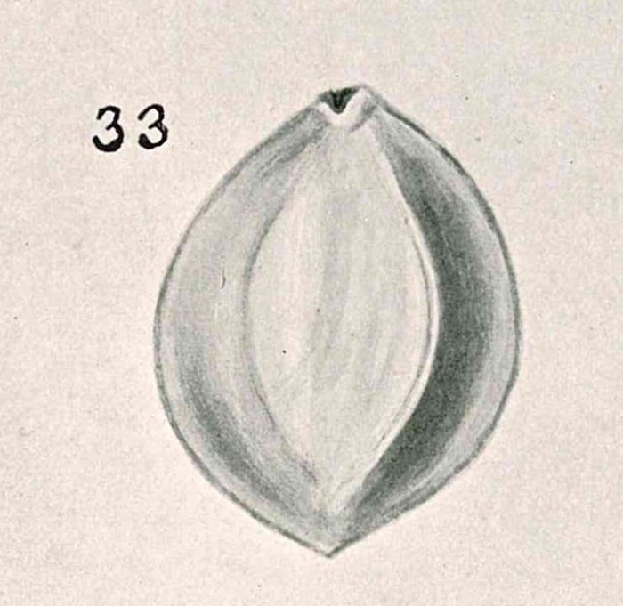 Sigmoilina edwardsi var. acuta Chapman & Parr, 1937 Sigmoilina edwardsi var. acuta Chapman & Parr, 1937