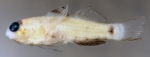 Eviota atauroensis, preserved holotype