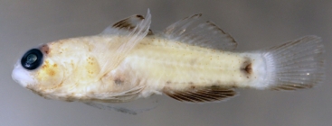 Eviota atauroensis, preserved holotype