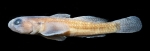 Bathygobius mero, n. sp., preserved male paratype