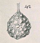 Proteonina bulbosa Chapman & Parr, 1937