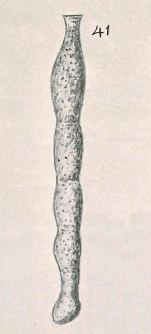 Reophax mawsoni Chapman & Parr, 1937