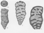 Deckerella clavata Cushman & Waters, 1928