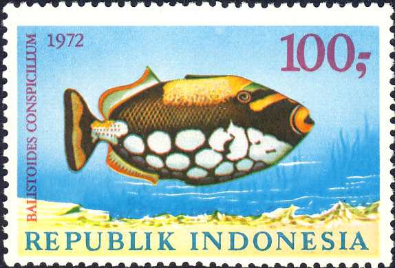 Balistoides conspicillum Balistoides conspicillum