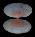 Gari bisculpta Lussi, 2024