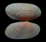 Gari aikeni Lussi, 2024