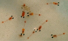 Ischiomysis peterwirtzi