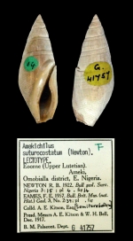 Amekichilus suturocostatum (Newton, 1922)