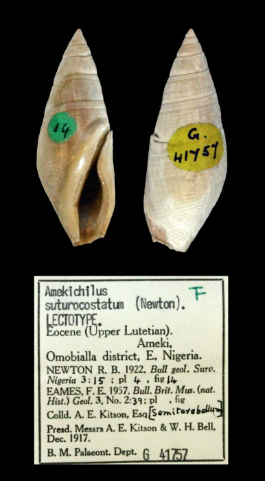 Amekichilus suturocostatum (Newton, 1922) Amekichilus suturocostatum (Newton, 1922)