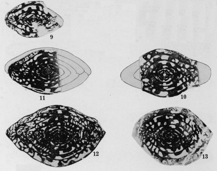 Fusulina insolita Thompson, 1948