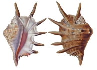 Pterocera sebae Kiener, 1843