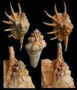 Lambis truncata sebae (Kiener, 1843)