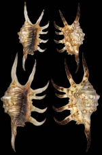 Lambis robusta (Swainson, 1821)