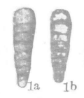 Nodosaria delicata Wang, 1976