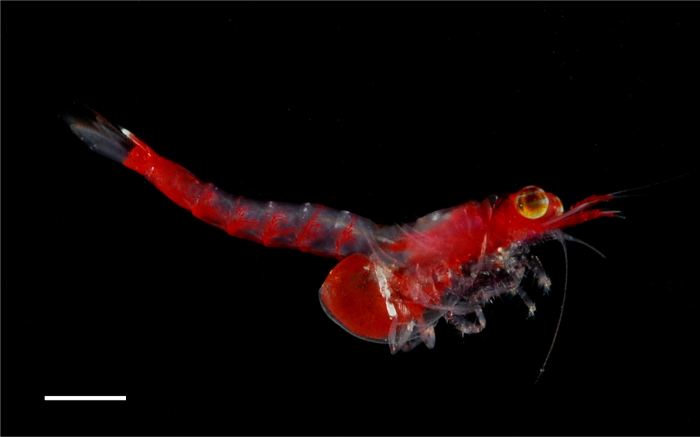 Siriella tabaniocula Siriella tabaniocula