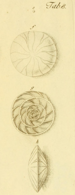 Nautilus venosus Fichtel & Moll, 1798