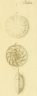 Nautilus venosus Fichtel & Moll, 1798