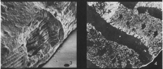 Nautilus venosus Fichtel & Moll, 1798
