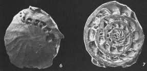 Nautilus venosus Fichtel & Moll, 1798