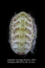 Leptoplax duongae