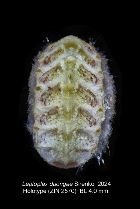 Leptoplax duongae Leptoplax duongae
