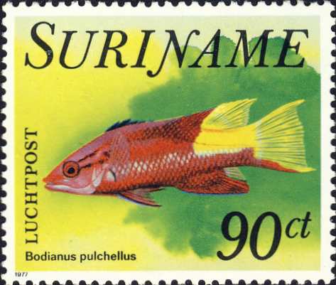 Bodianus pulchellus Bodianus pulchellus