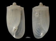 Acteocina knockeri