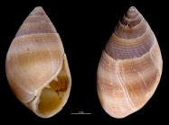 Allochroa layardi
