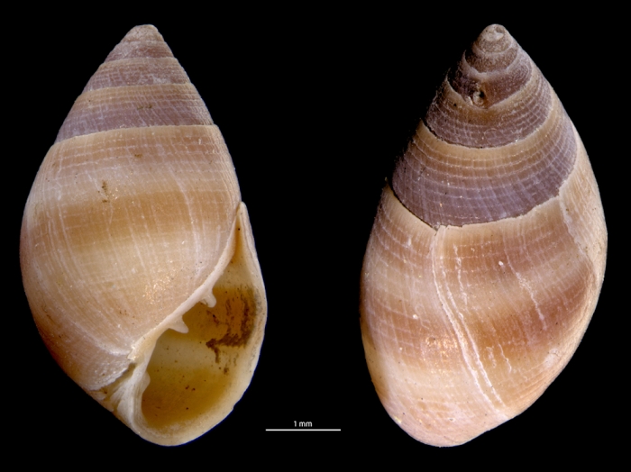 Allochroa layardi Allochroa layardi