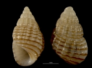 Alvania lineata