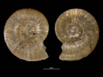 Ammonicera japonica