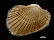 Anadara globosa