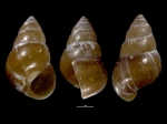 Angustassiminea castanea