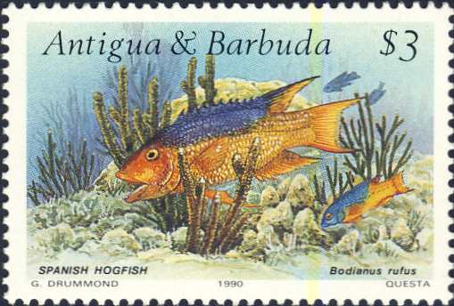 Bodianus rufus