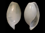 Atys bicolor