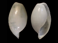 Atys bicolor