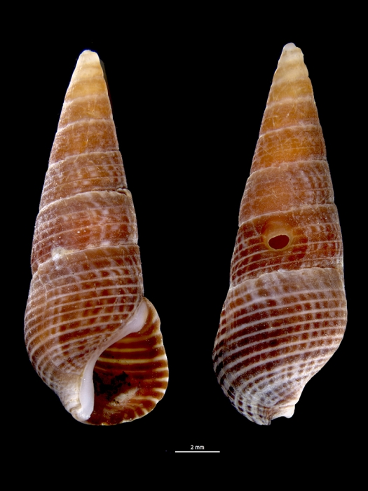 Batillaria cumingii Batillaria cumingii