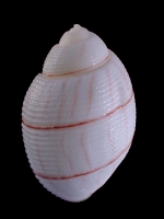 Bullina lineata