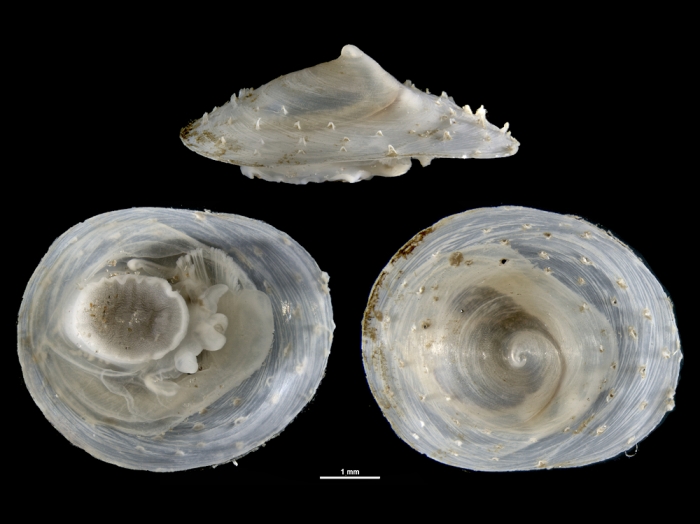 Calyptraea africana