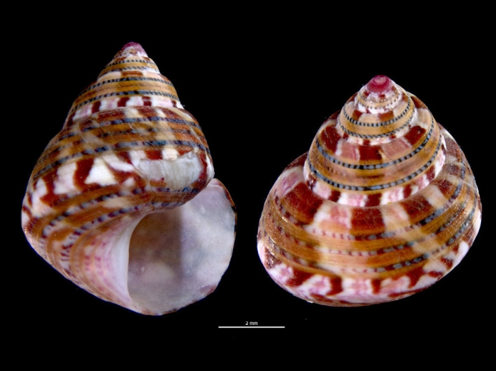 Cantharidus jessoensis