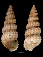 Cerithidium fuscum