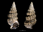Cerithium dialeucum