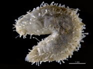 Cherbocnus cabindaensis