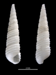 Cingula cingulata 