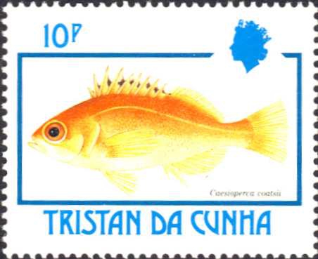 Caesioperca coatsii Caesioperca coatsii